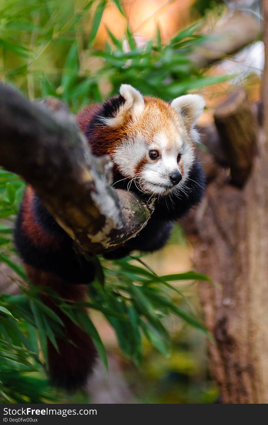 Red Panda on Tree Trunk during Daytime