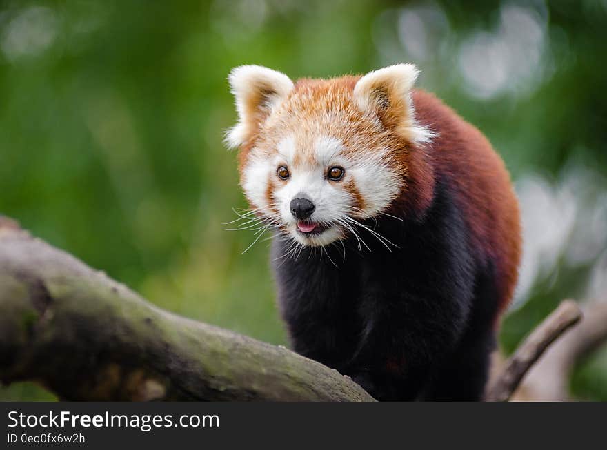 Red Panda at Daytime