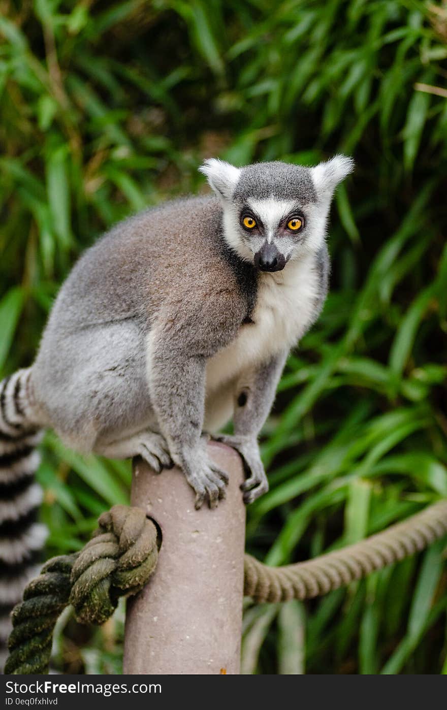 Ring Tailed Lemur on Grey Post