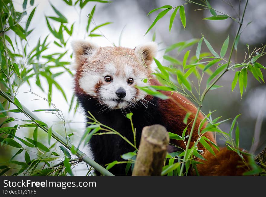 Brown and White Bear on Bamboo Tree