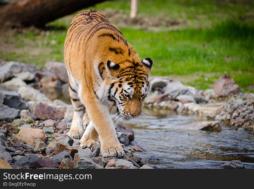 Tiger Near River at Daytime