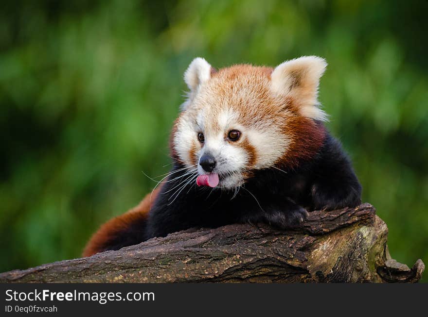 Red Fox on a Log