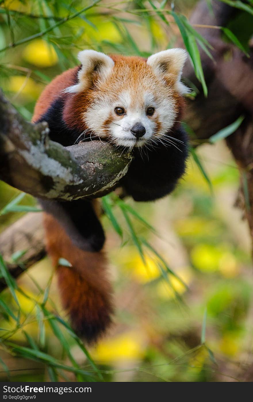 Red Panda