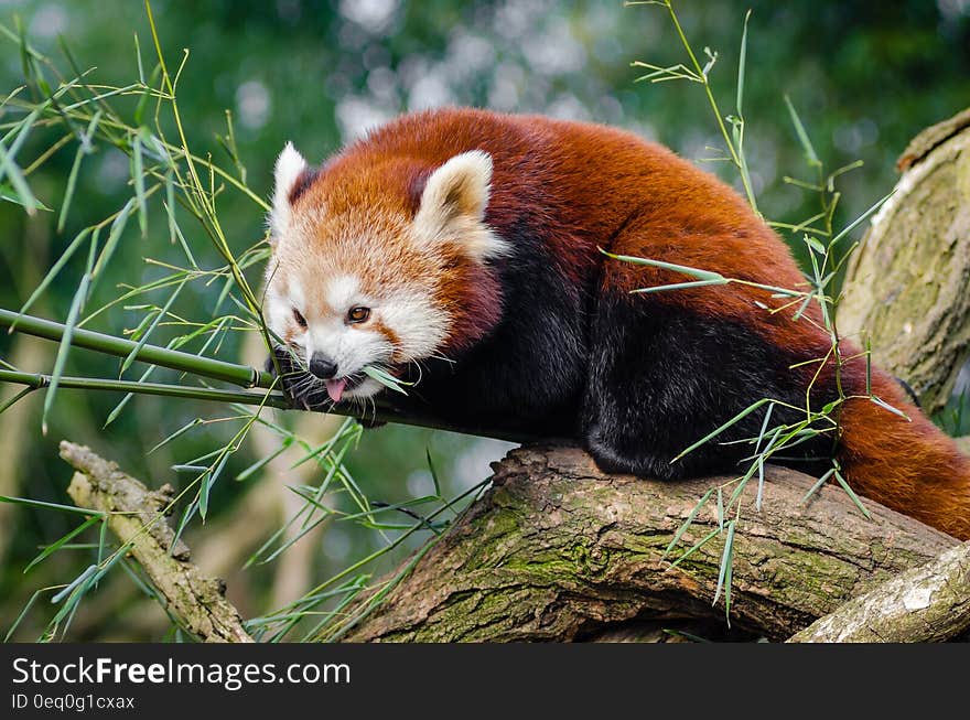 Red Panda on Bamboo Tree Branc