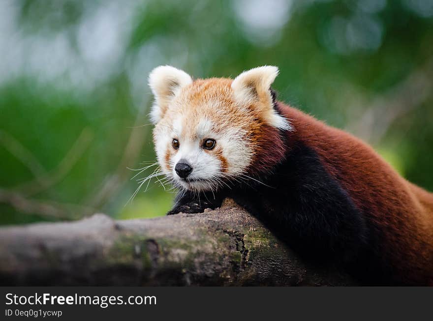 Brown and White Animal Lying on Tree