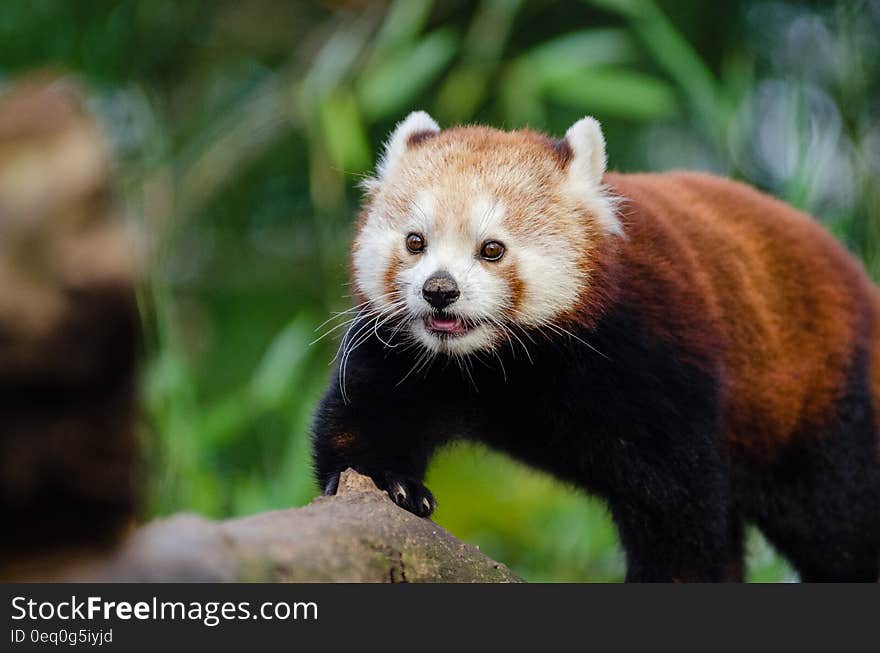 Red Panda