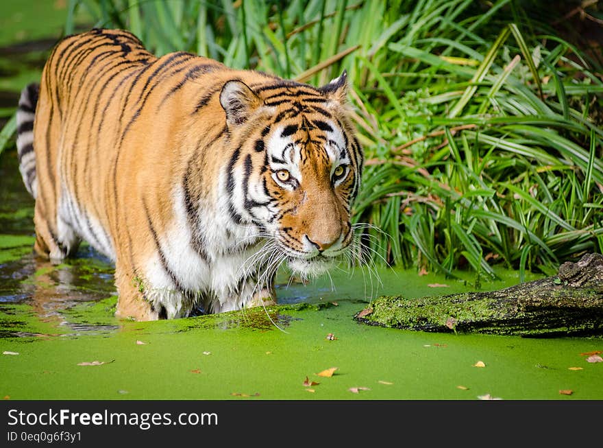 Tiger Walking on Pond Near Plants