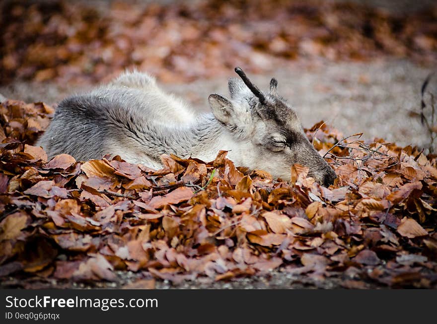 Brown White and Black Deer Laying Down on Brown Grass during Dayimte