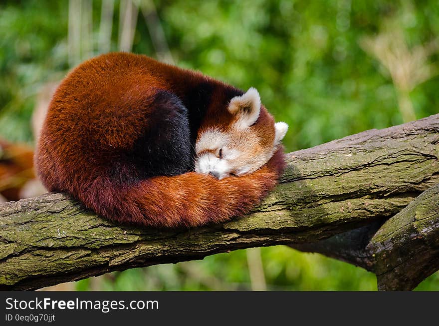 Red Panda Sleeping on Tree Branch