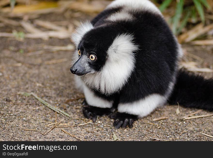 Black and White Lemur on Top of Brown Surface