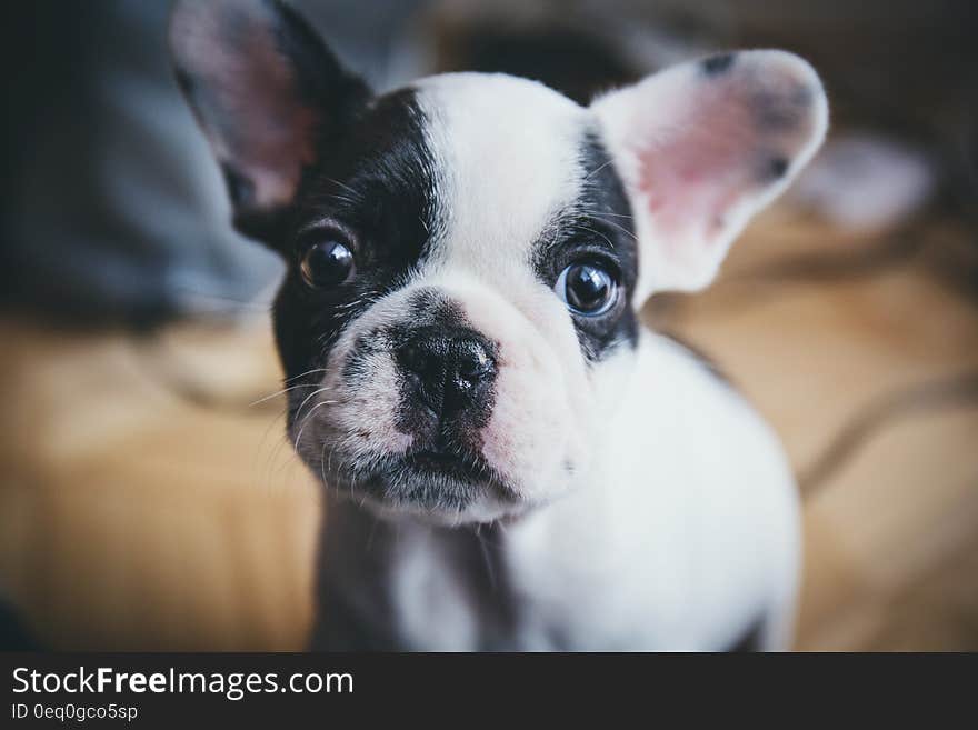 Portrait of a puppy dog with unusual black and white markings on its face, blurred beige background. Portrait of a puppy dog with unusual black and white markings on its face, blurred beige background.