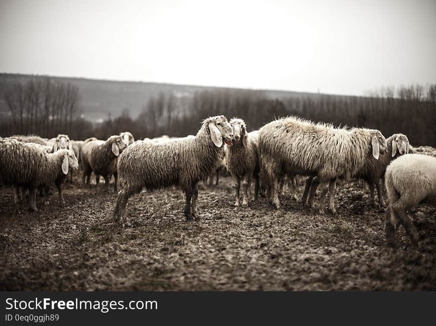 A flock of sheep in the countryside.