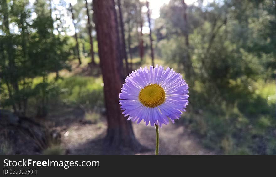 White Petal Flower Near Brown Tree Trunk and Green Trees