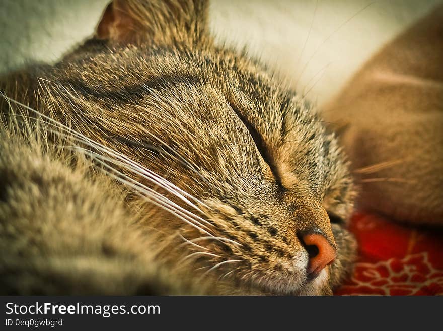 Close Up Photo of Tabby Cat