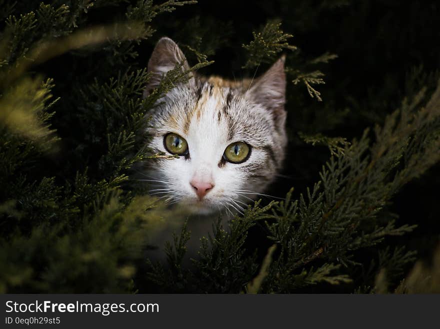 Focus Photography of Gray Orange and Black Kitten Beside Green Plant