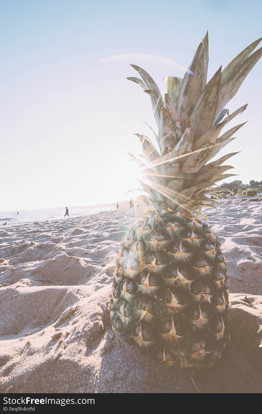 Pineapple in Gray Sand during Daytime