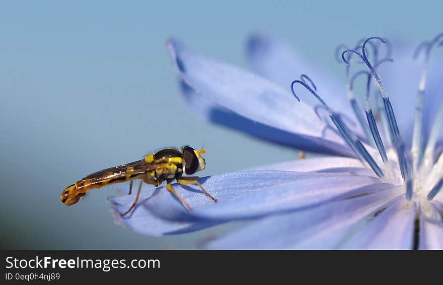 Black and Yellow Dragon Fly on Purple Flower