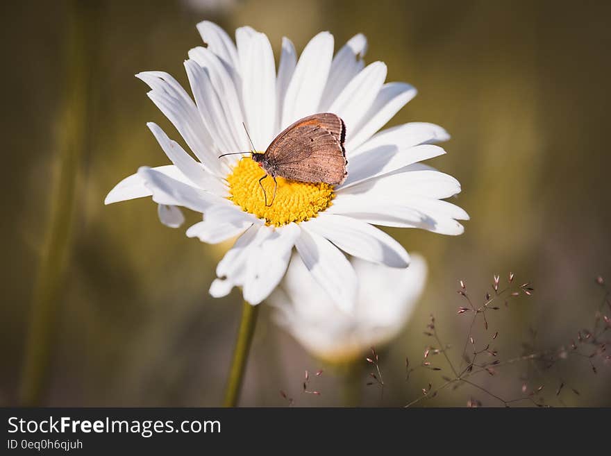 Brown Butterfly on White Daisy