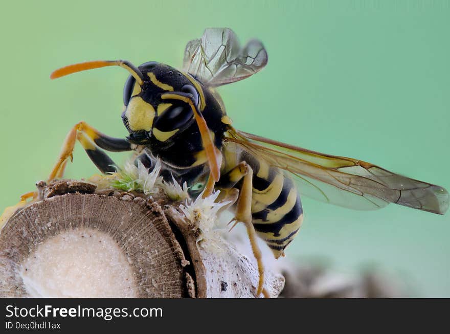 Yellow and Black Wasp on Brown Branch