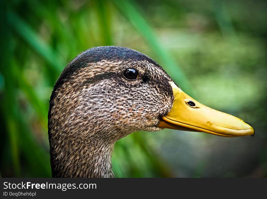 Profile portrait of duck outdoors in grasses on sunny day. Profile portrait of duck outdoors in grasses on sunny day.