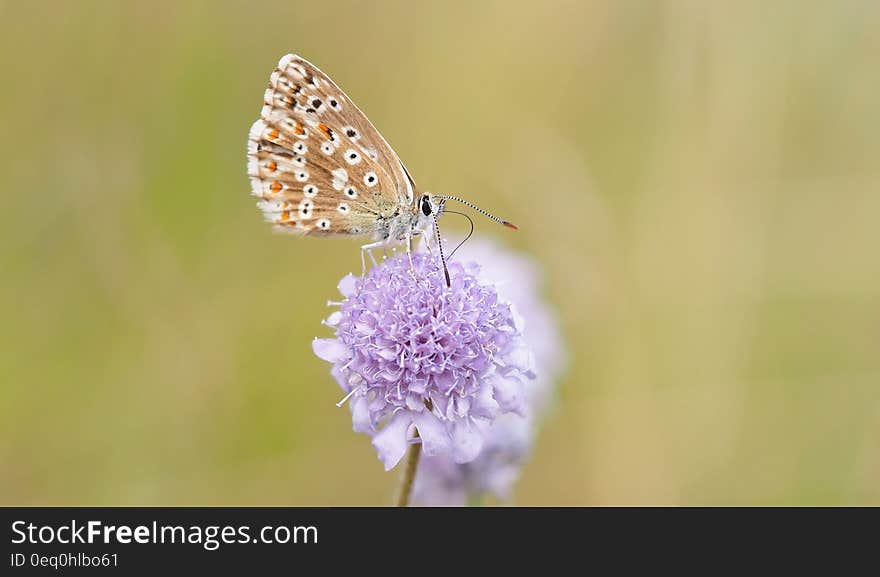 Close Up Photography of Blue Butterfly on Purple