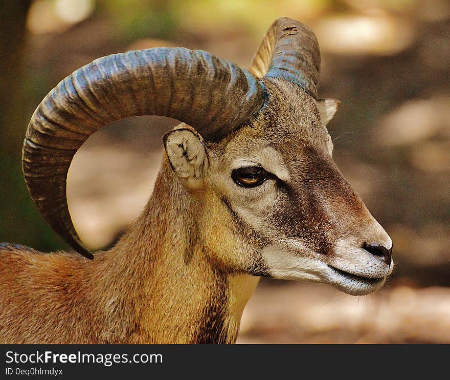 Brown Ram Goat