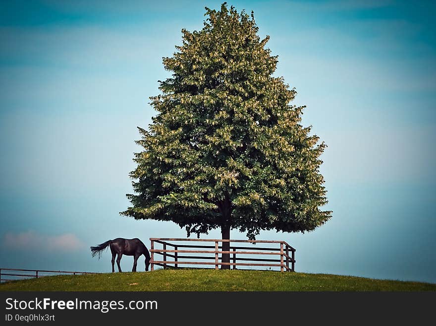 Black Horse Beside Green Leave Tree