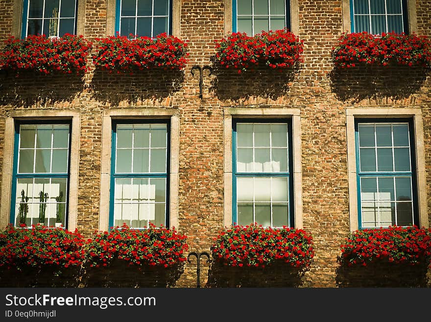 Red Petaled Flower in Front Brown Brick Wall Building during Daytime