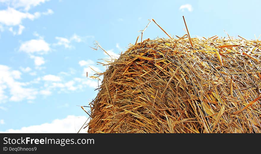 Close Up Photo of Hay