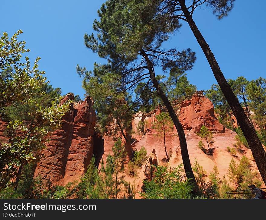 Tall Tree Near Cliff