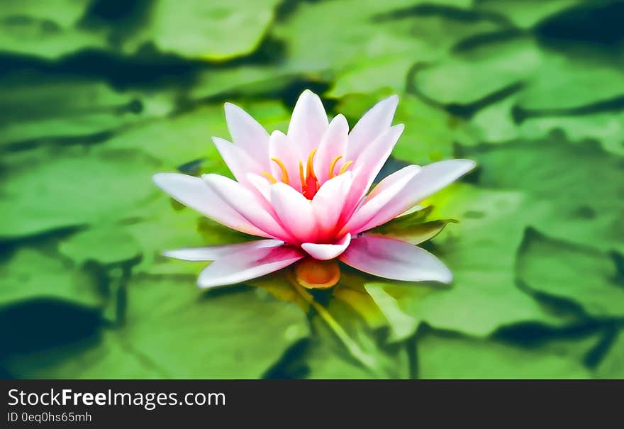 Pink lotus bloom on green leaves in pond on sunny day. Pink lotus bloom on green leaves in pond on sunny day.