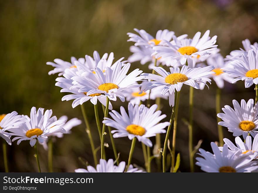 Daisy Flower