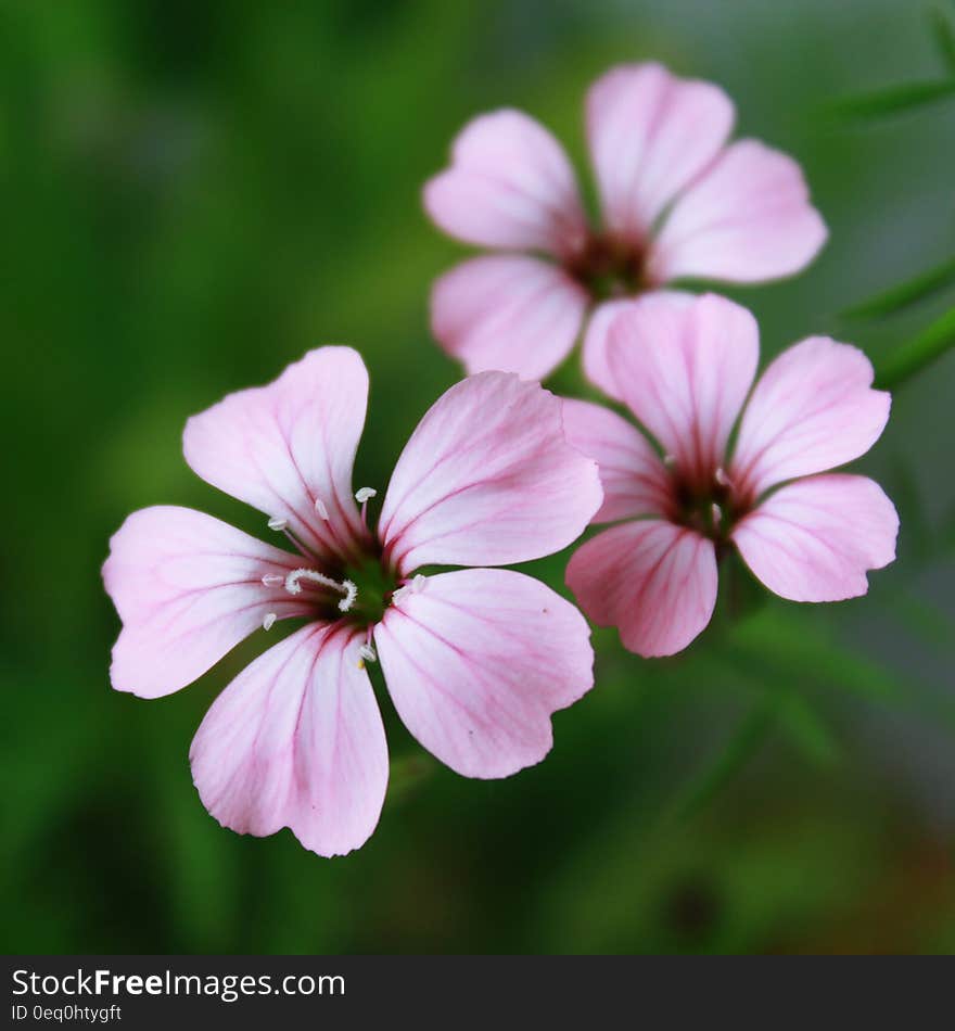 Purple 5 Petal Flower