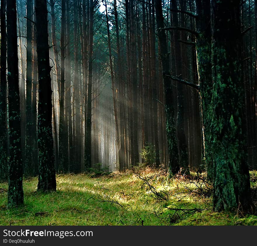 Forest With Sunlight