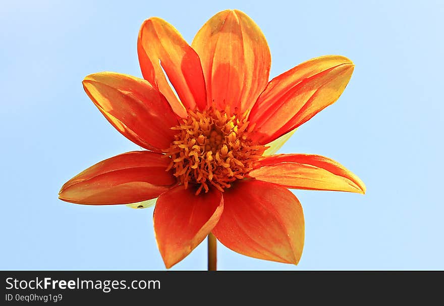 Orange Petal Flower