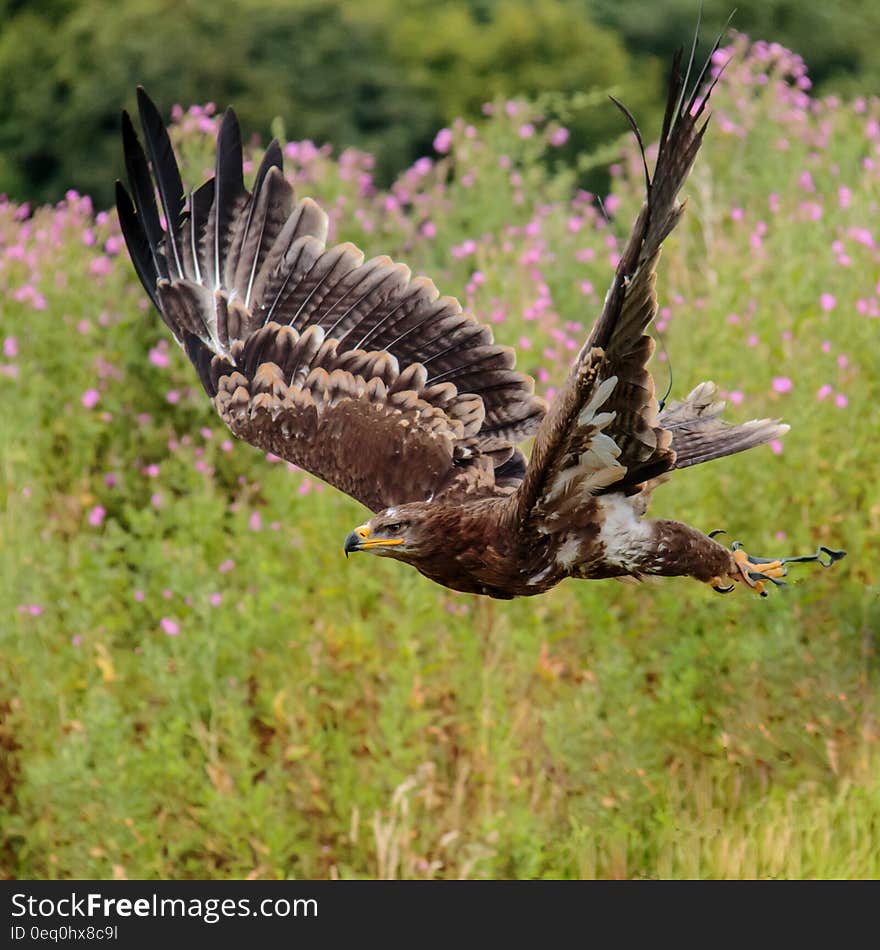 Brown White and Black Eagle Flying Nearby Pink Flower Field