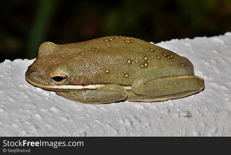 Green Frog on White Surface