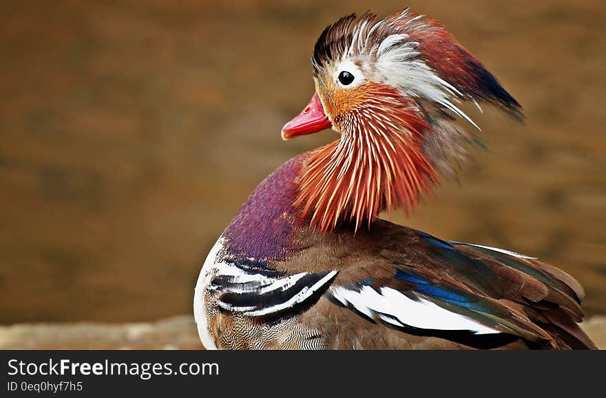 Brown and Black White Bird