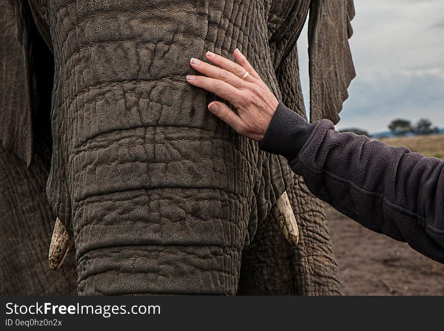 Man in Black Jacket Holding Elephant Under White Sky during Daytime