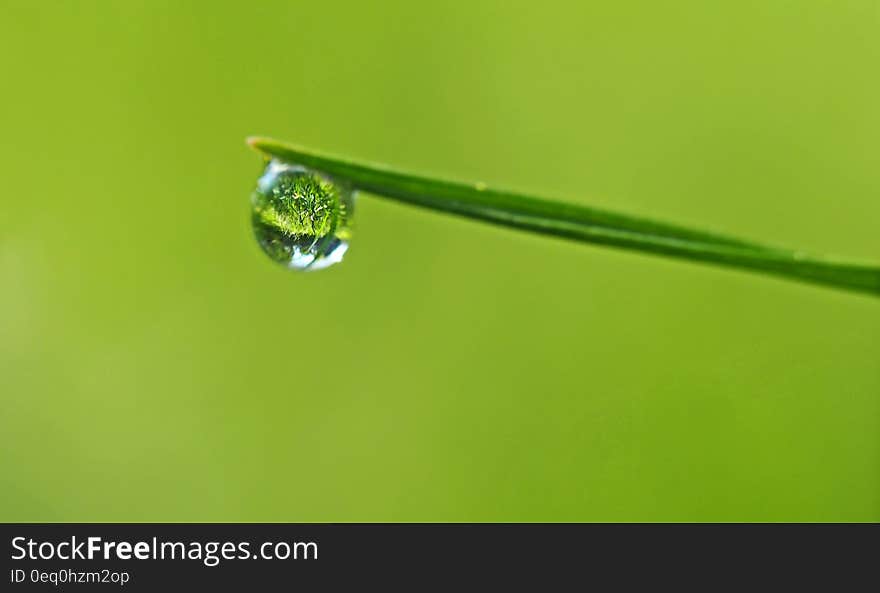 Water drop on tip of blade of grass. Water drop on tip of blade of grass.