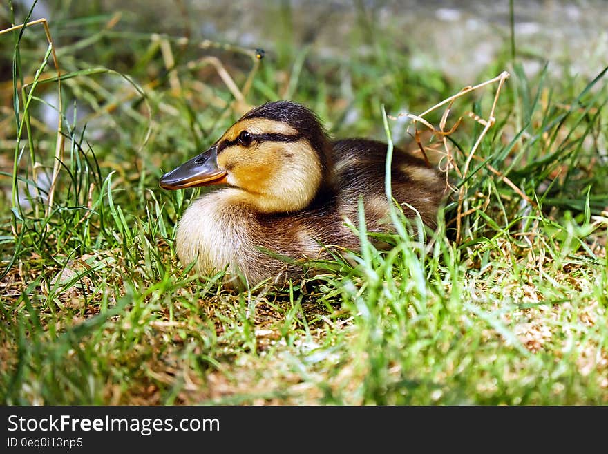 Brown and Black Duck on Green Grass Field during Daytime