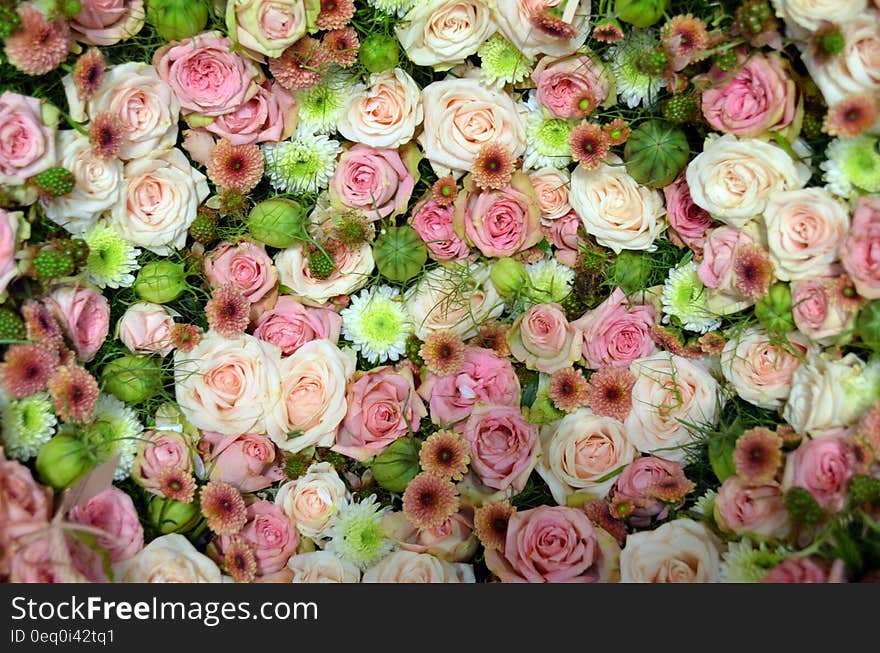 Close Up Photography of Flower Field