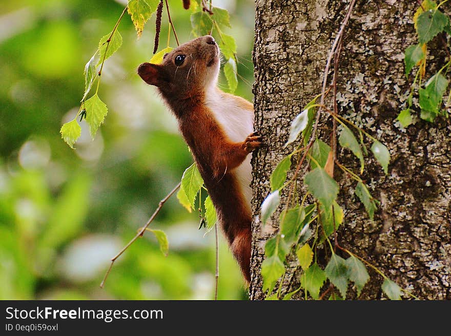 Brown and White Animal on Brown Tree