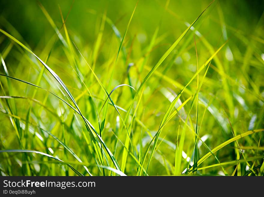 Green Grass Macro Photography