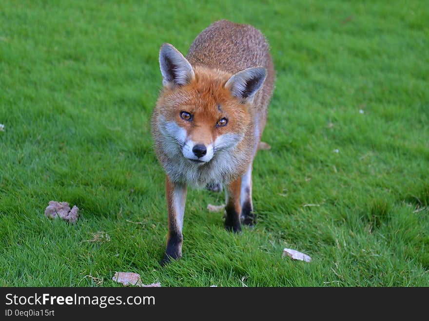 Brown Fox in Green Grass Field