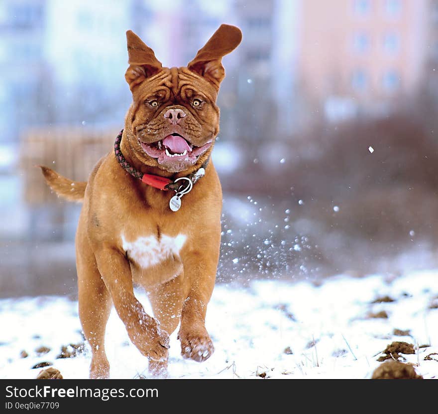 Portrait of mastiff dog running through snow. Portrait of mastiff dog running through snow.