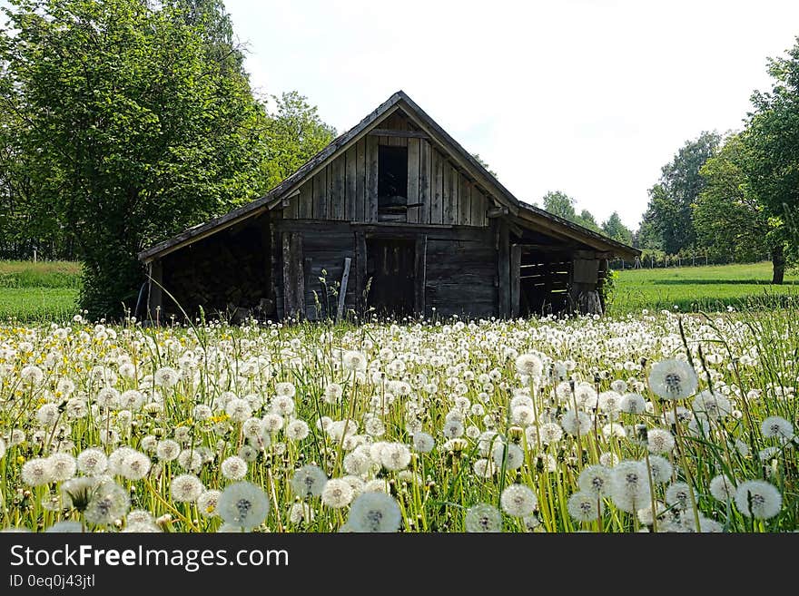 Gray Shed on White and Green Field Near Trees during Daytime