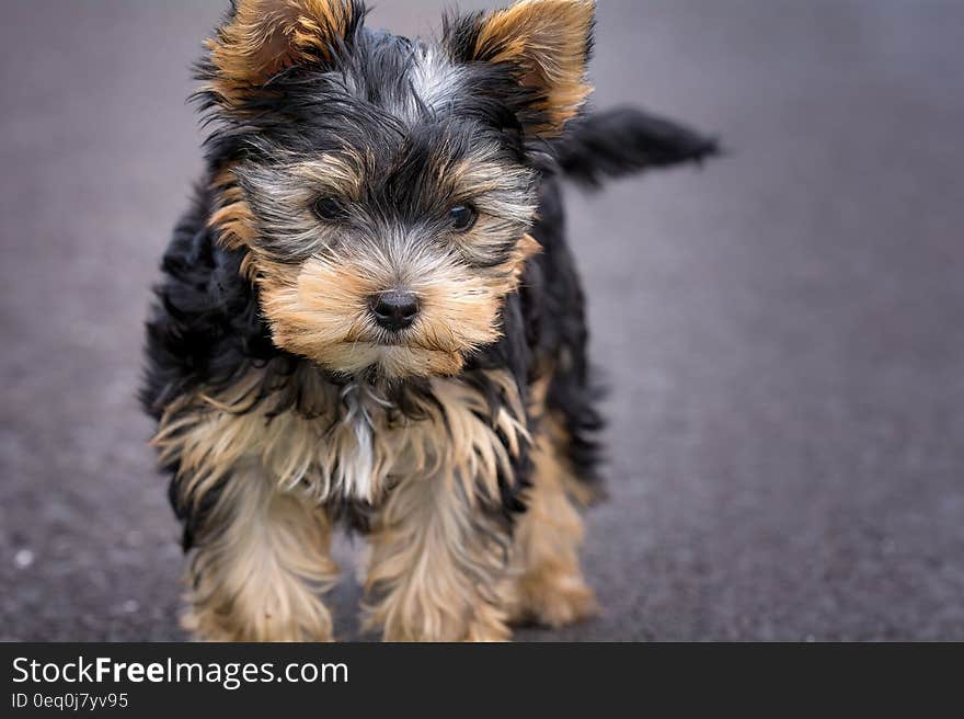 Black and Tan Yorkshire Terrer Puppy