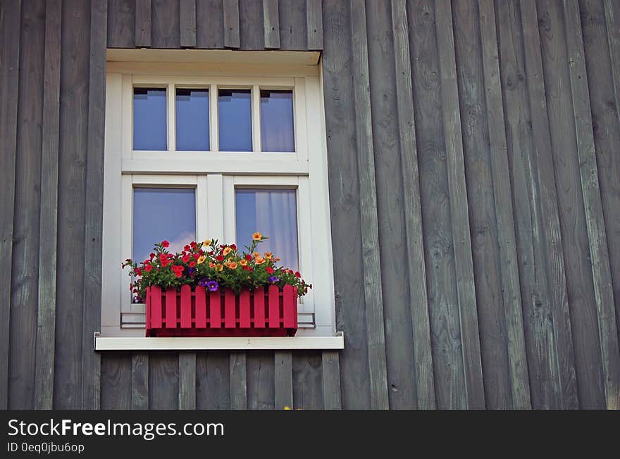 Red and Yellow Flowers Near Window