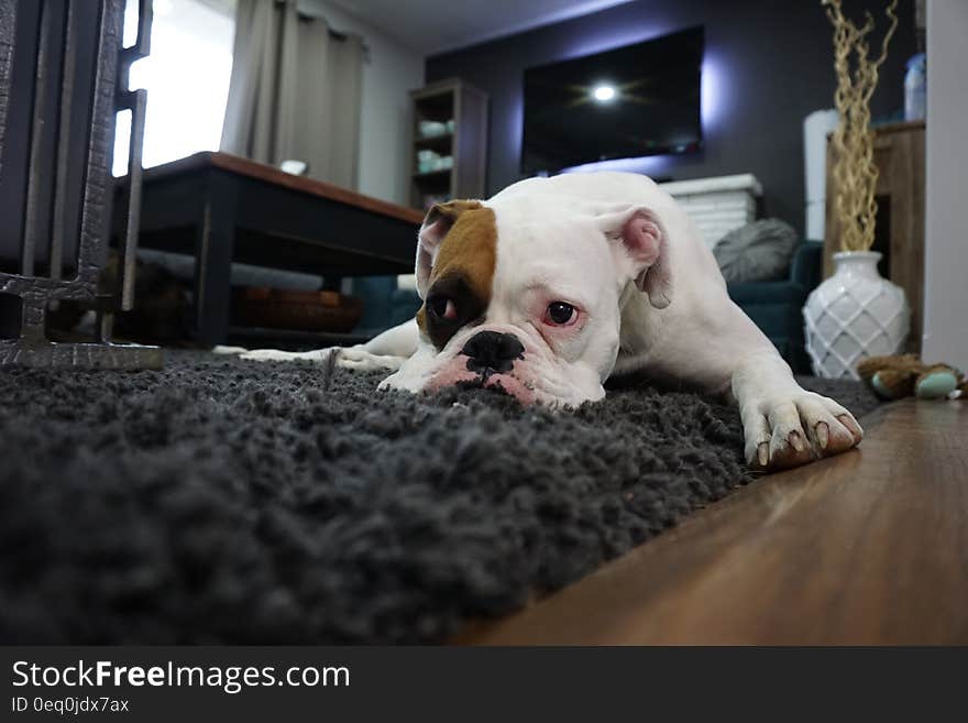 White and Tan English Bulldog Lying on Black Rug